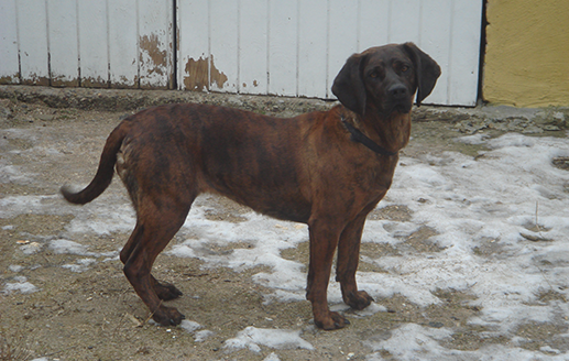 Kjellerup Hundepension