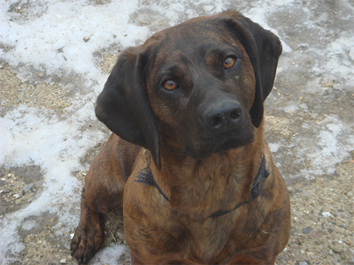 Kjellerup Hundepension