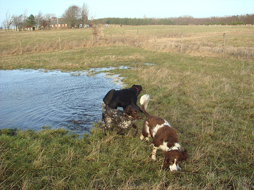 Kjellerup Hundepension