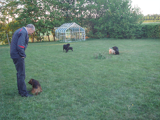 Kjellerup Hundepension