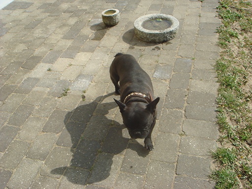 Kjellerup Hundepension