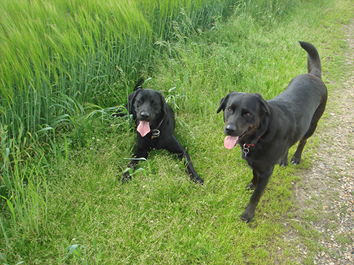 Kjellerup Hundepension