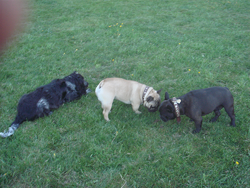 Kjellerup Hundepension