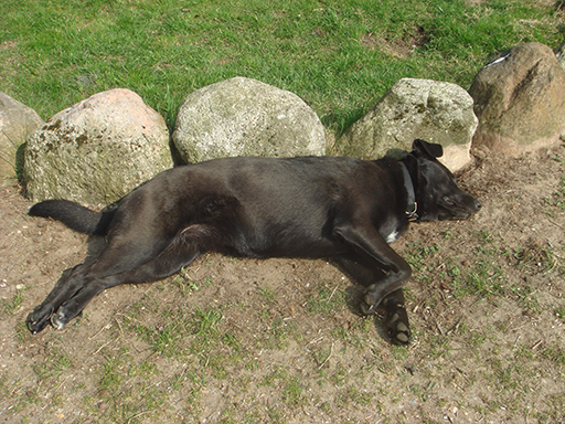 Kjellerup Hundepension