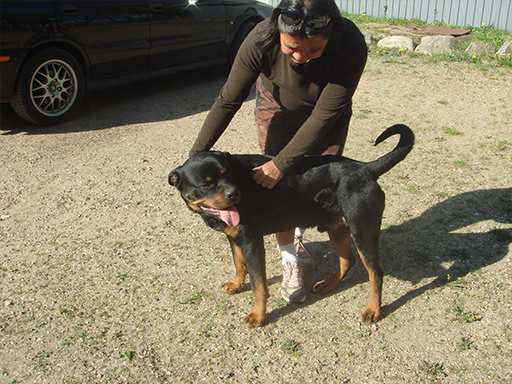 Kjellerup Hundepension