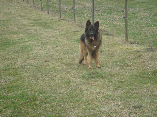 Kjellerup Hundepension