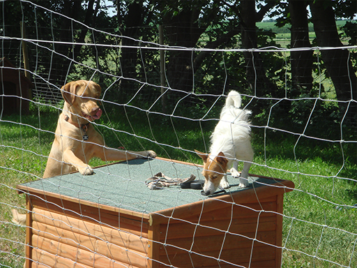 Kjellerup Hundepension