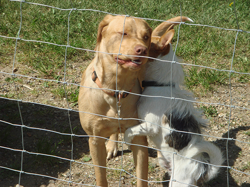 Kjellerup Hundepension