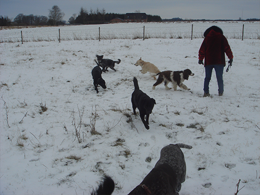 Kjellerup Hundepension