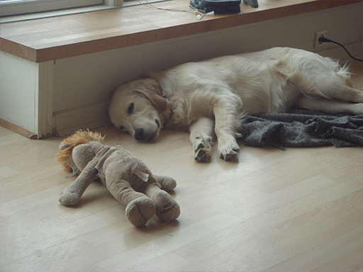 Kjellerup Hundepension