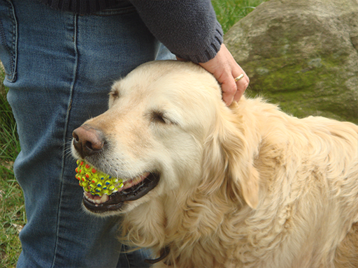 Kjellerup Hundepension