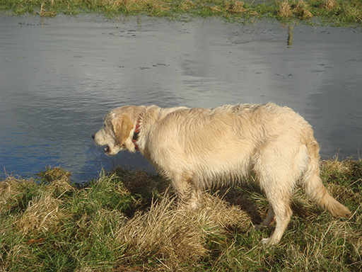 Kjellerup Hundepension