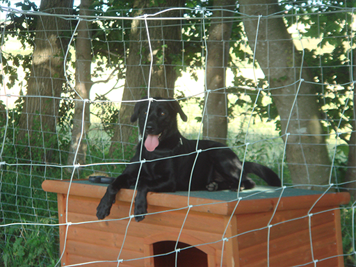 Kjellerup Hundepension