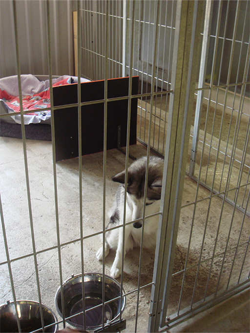 Kjellerup Hundepension