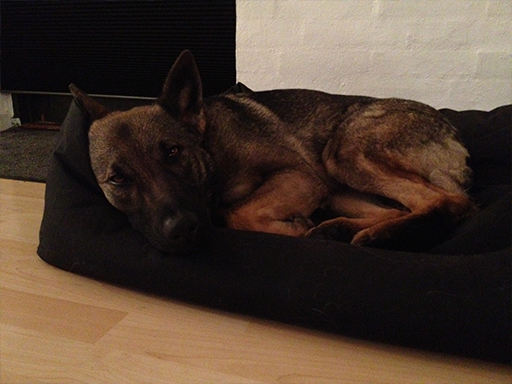 Kjellerup Hundepension